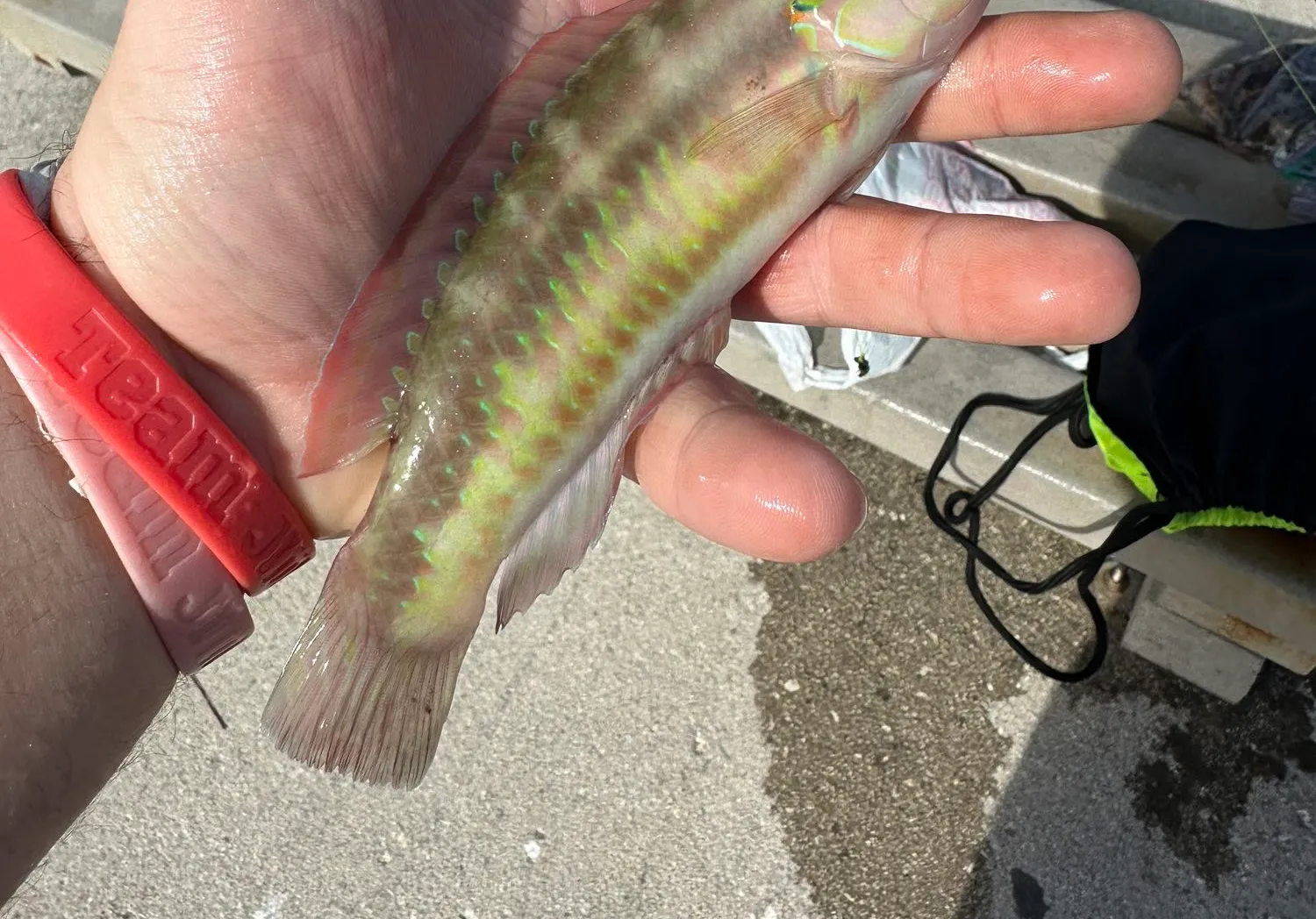 Slippery dick wrasse