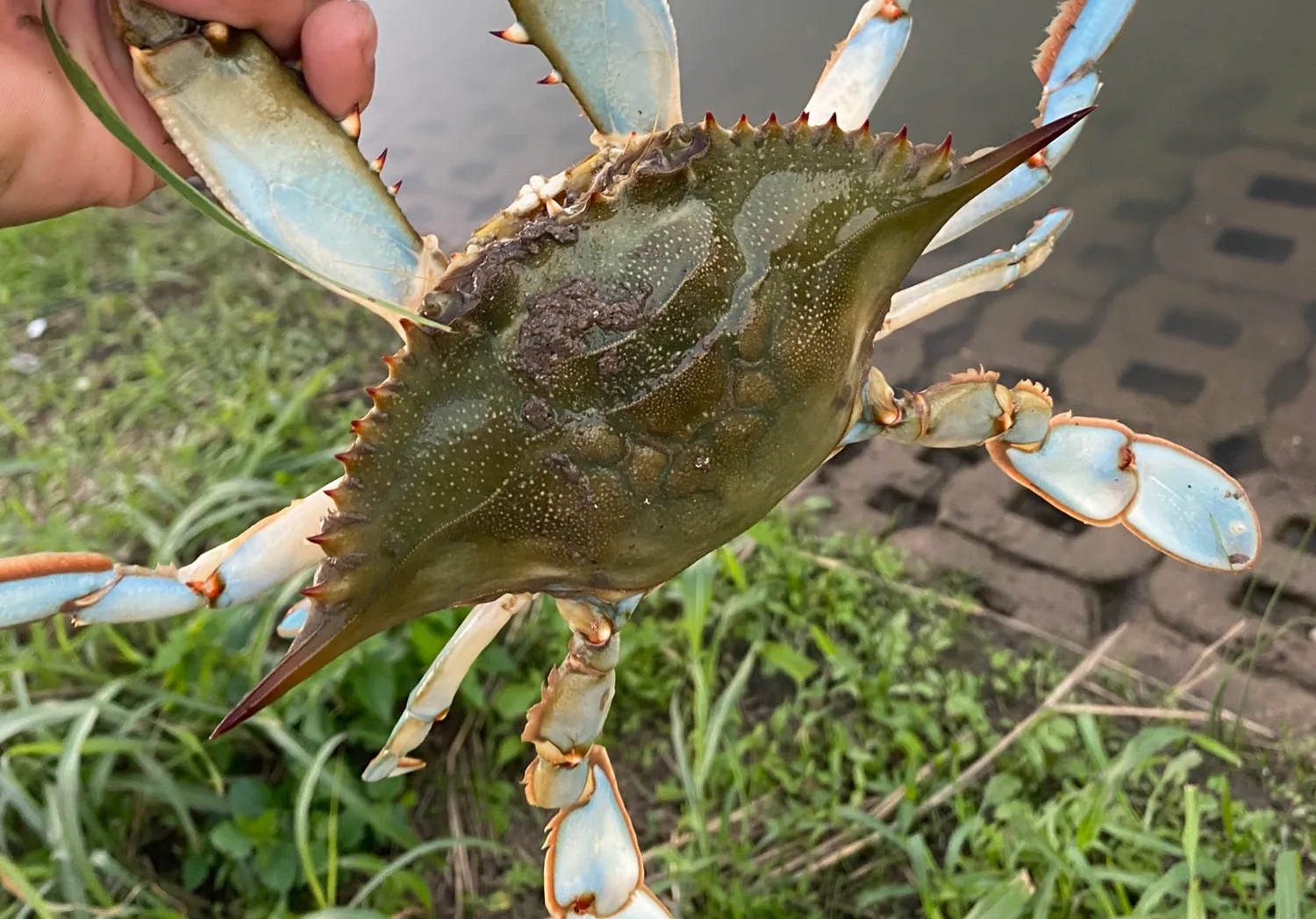 Blue swimmer crab