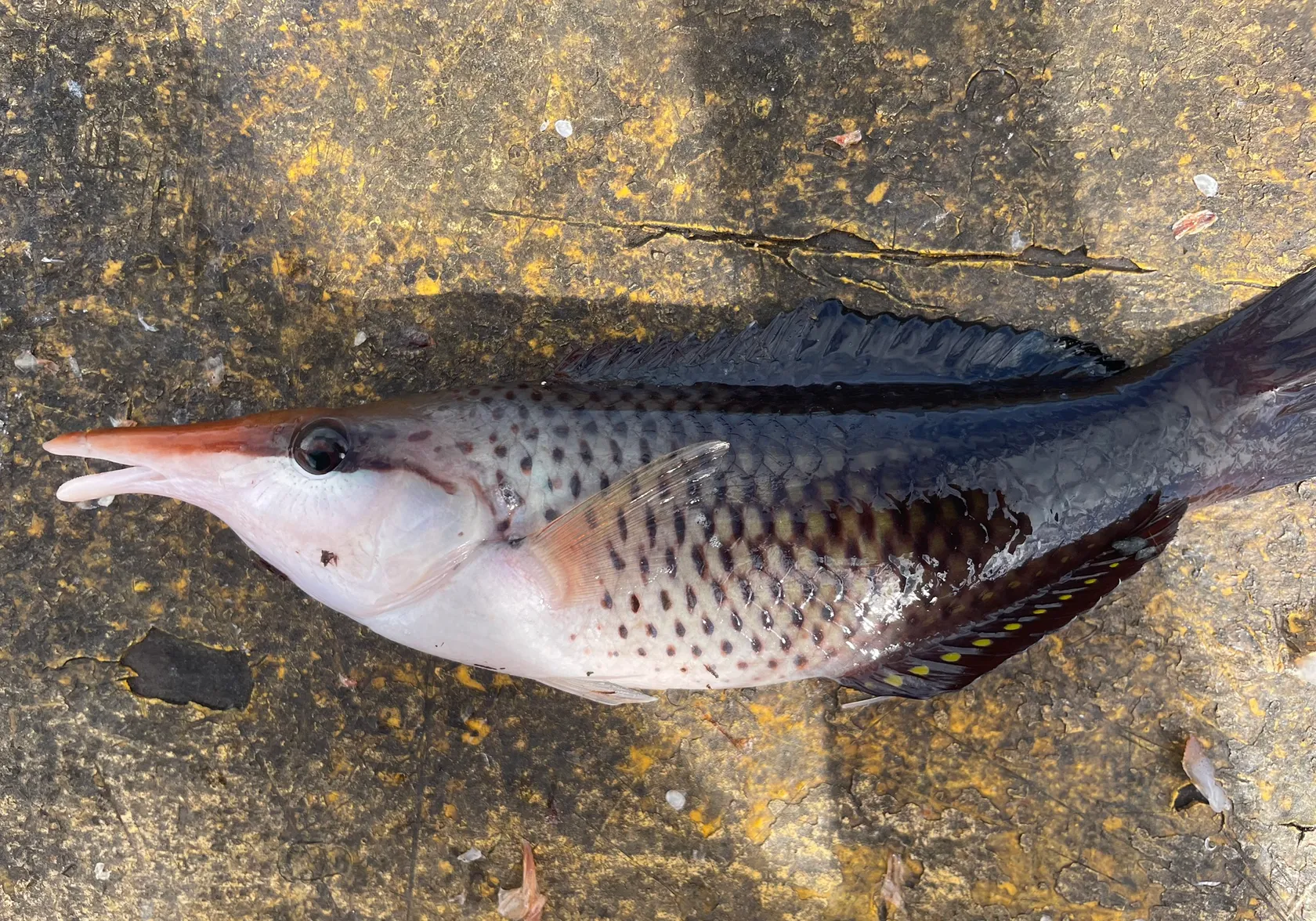 Bird wrasse