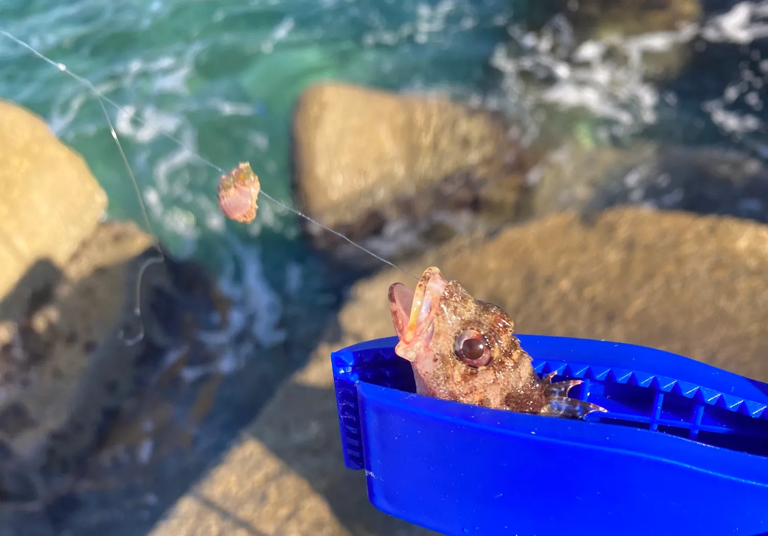 Small red scorpionfish