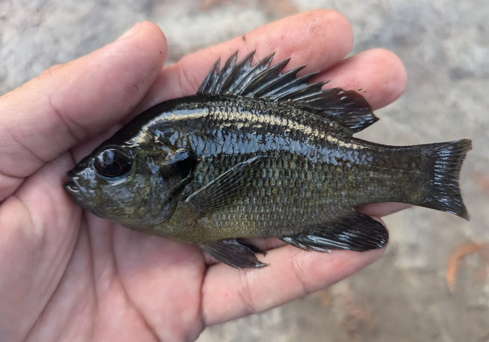 Redspotted sunfish