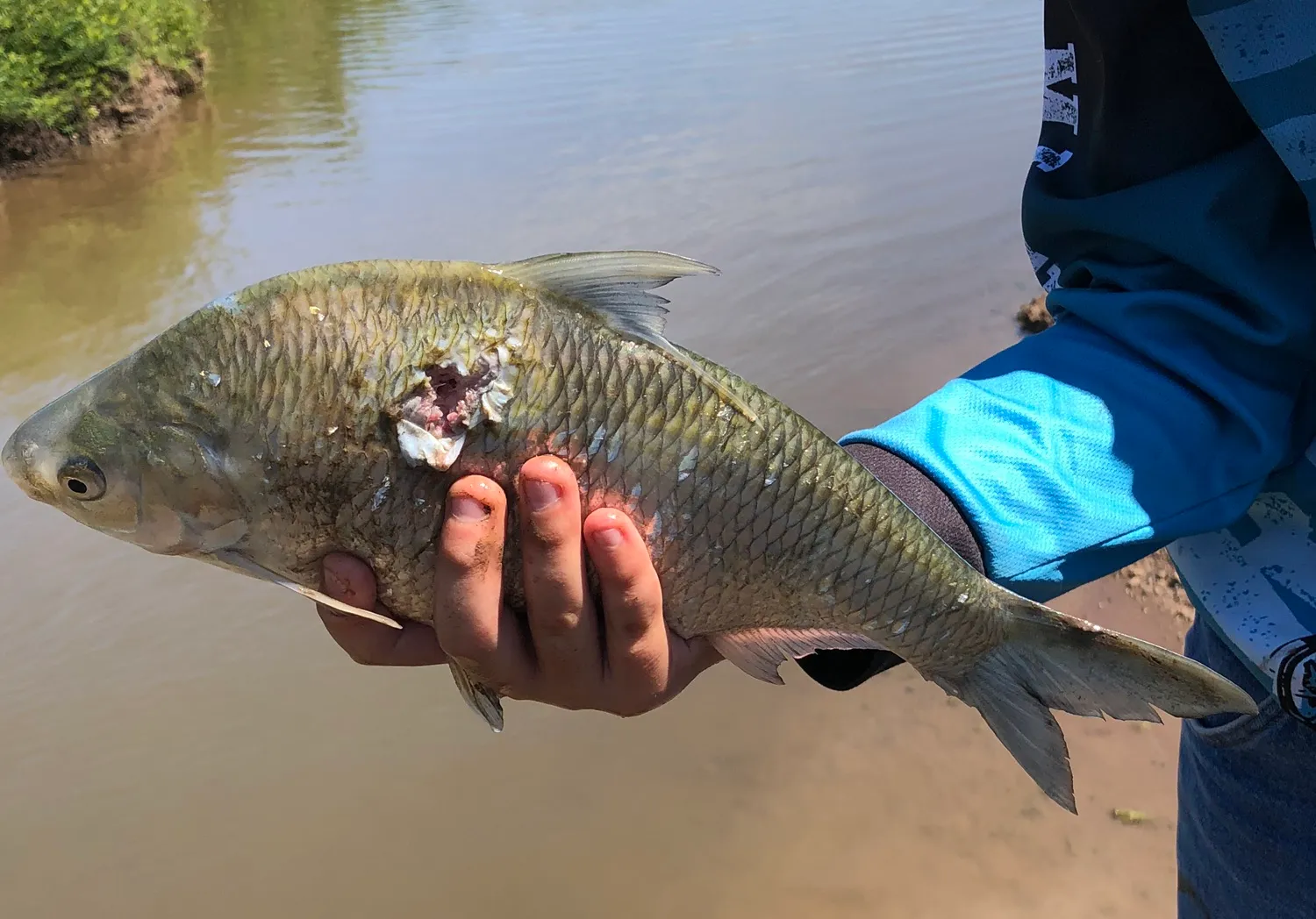 Australian river gizzard shad