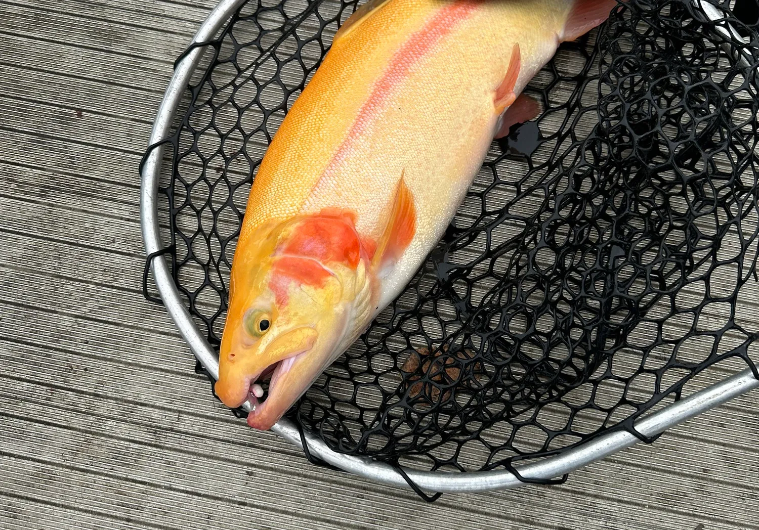 Golden trout