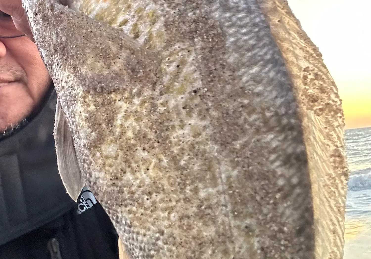 Pacific tripletail