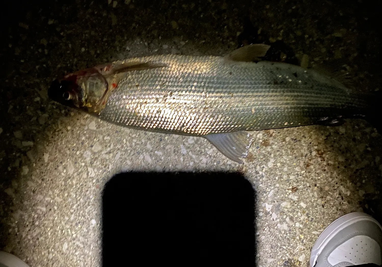 Lake whitefish