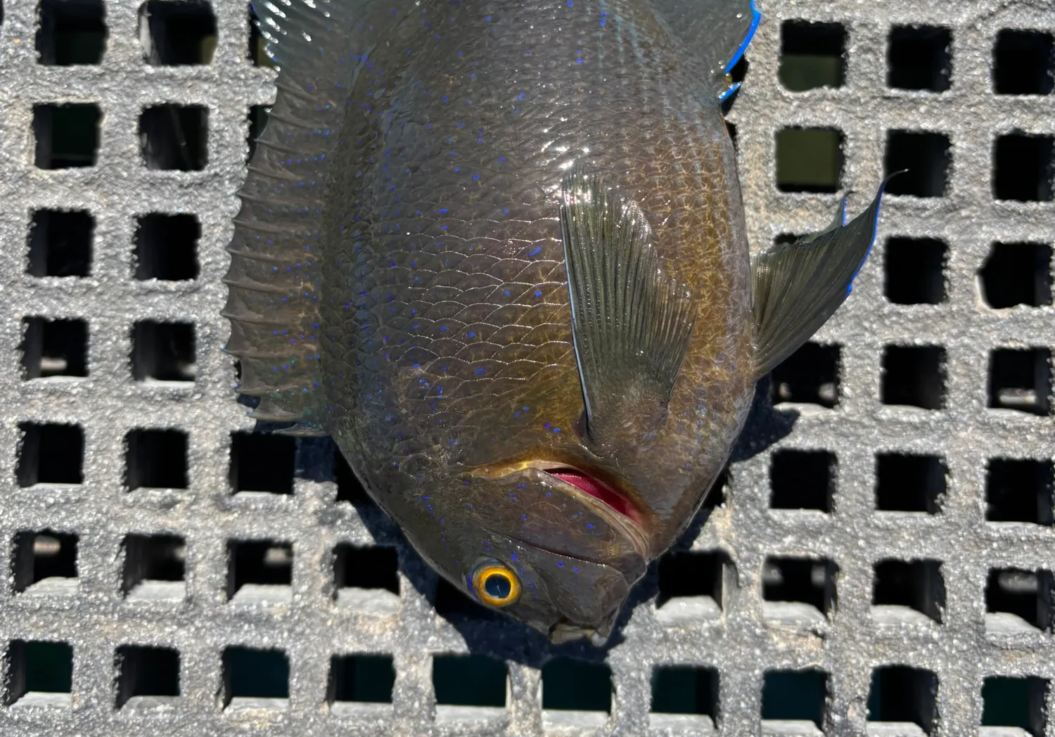 Western scalyfin