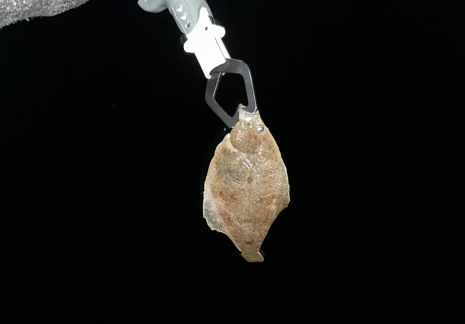 Pacific sanddab