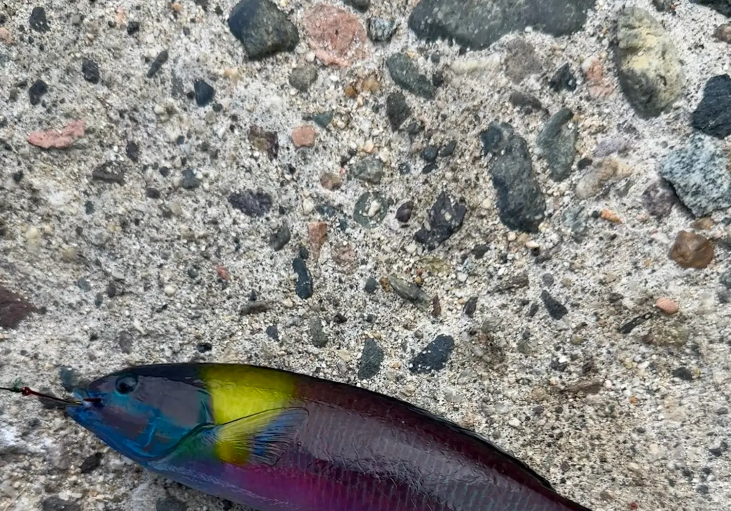 Cortez rainbow wrasse