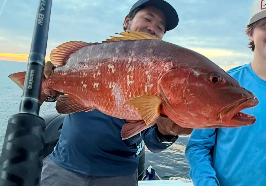 Pacific cubera snapper