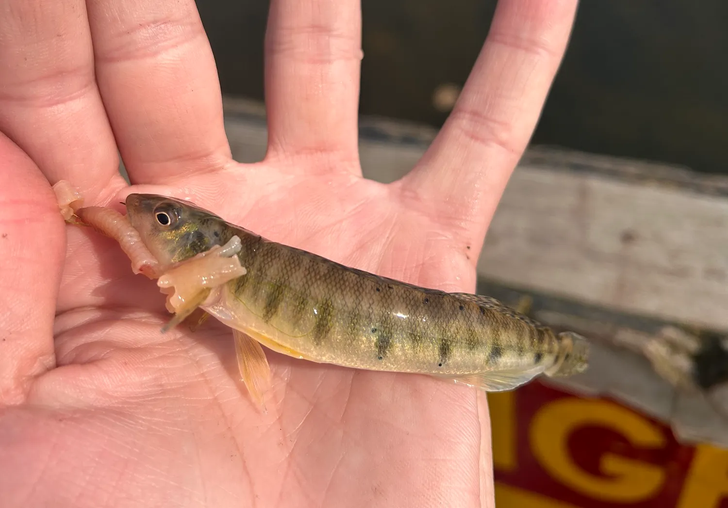 Common logperch