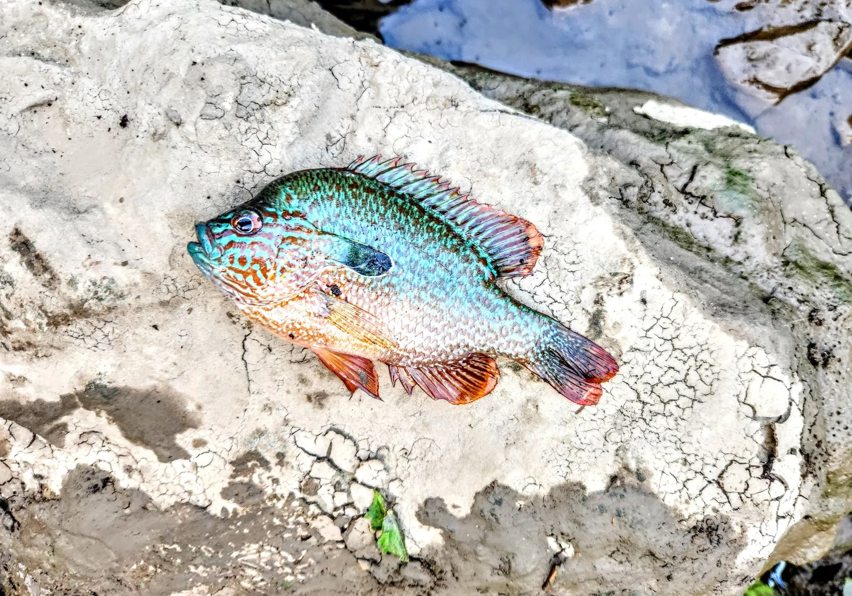 Longear sunfish