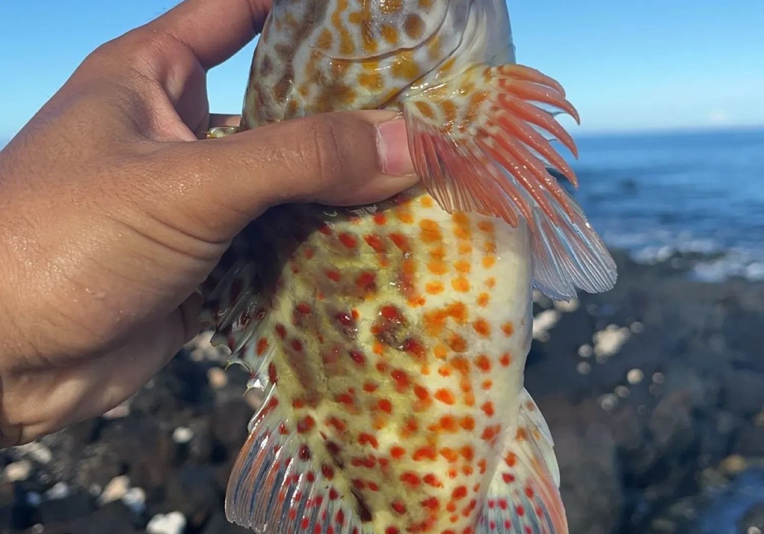 Stocky hawkfish