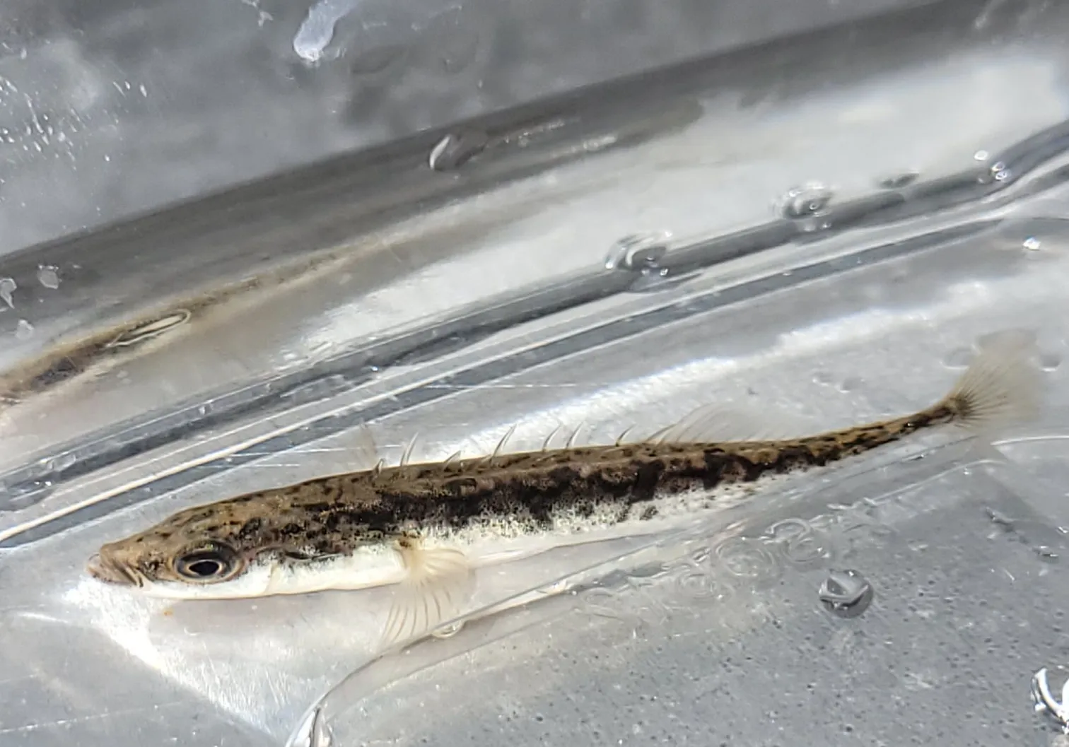 Ninespine stickleback