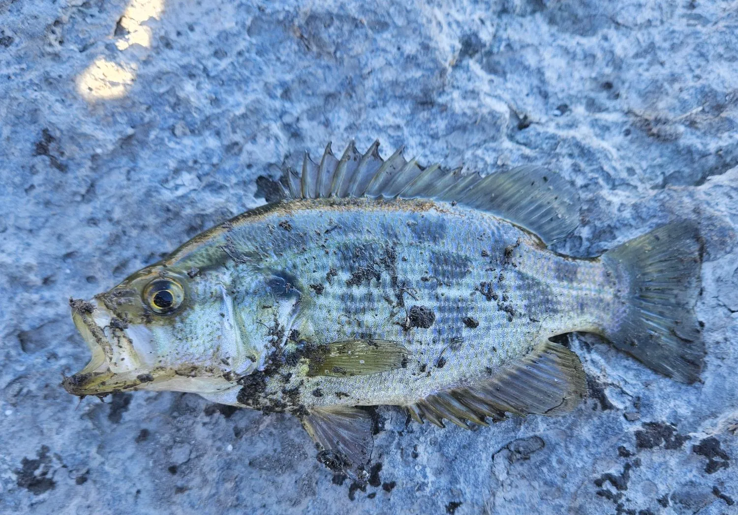 Sacramento perch