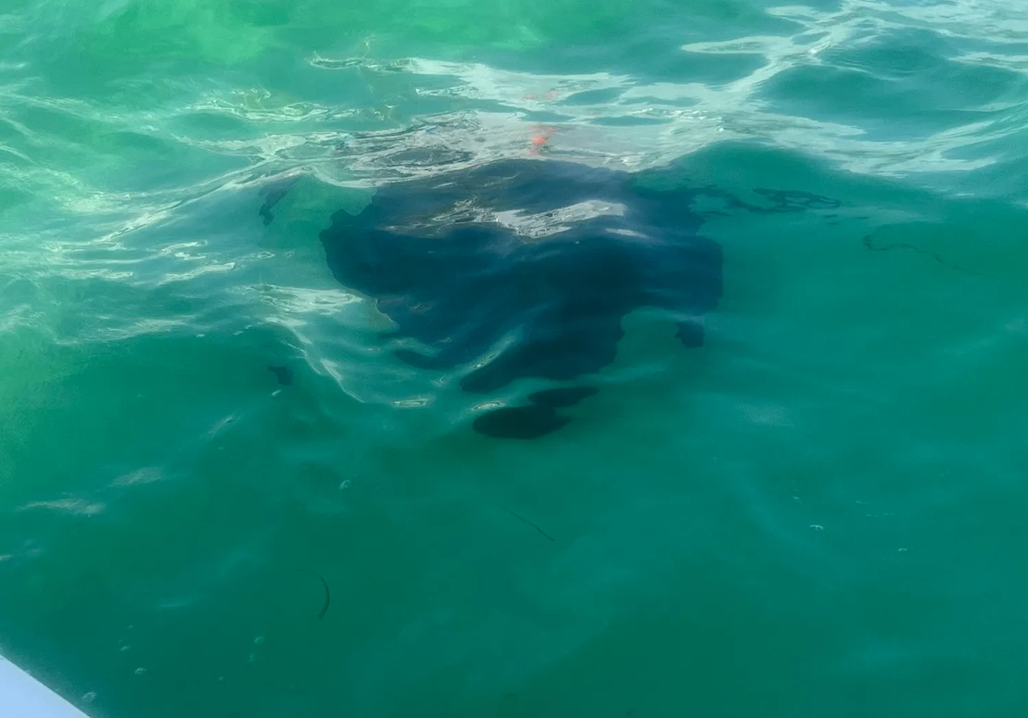 Short-tail stingray