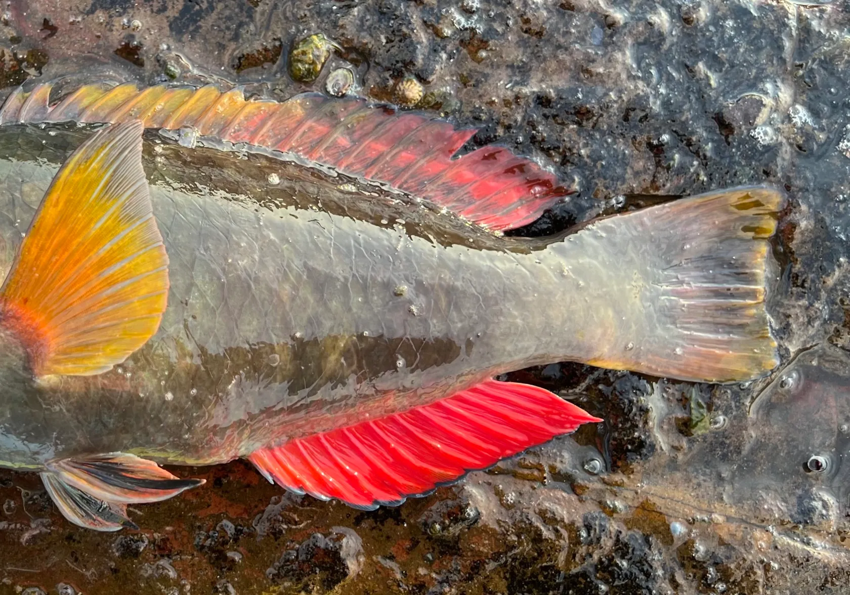 Crimsonband wrasse