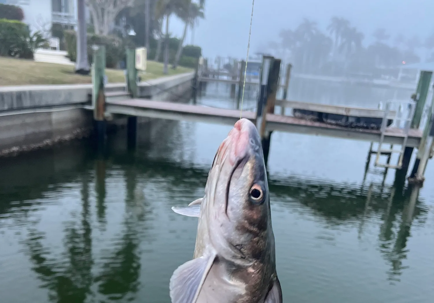 Hardhead sea catfish