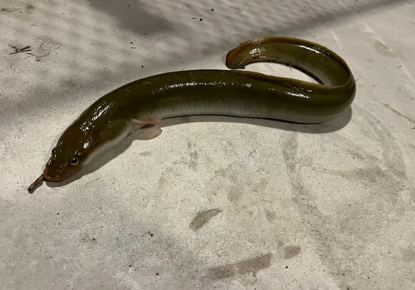 American eel