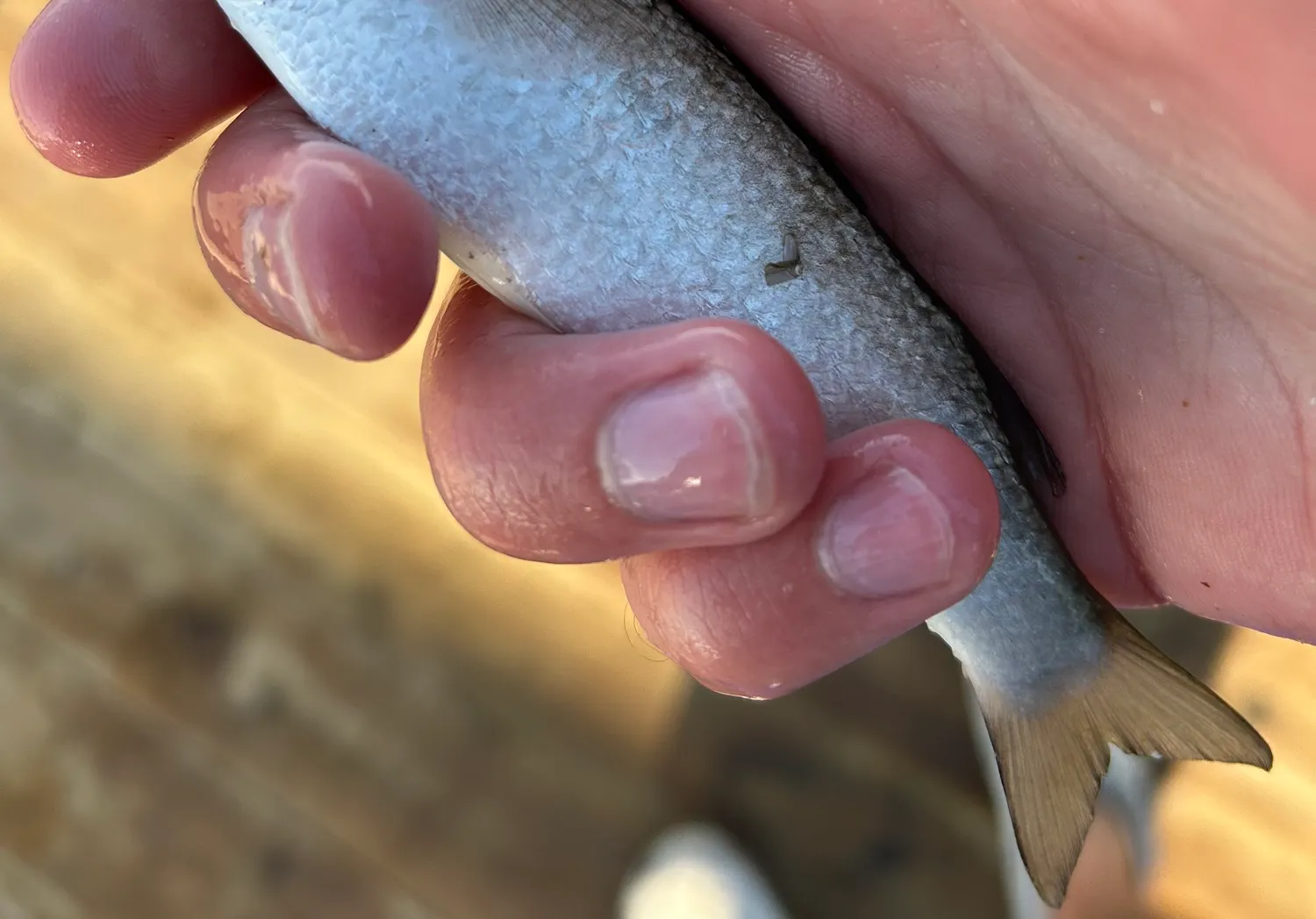 Silver mullet