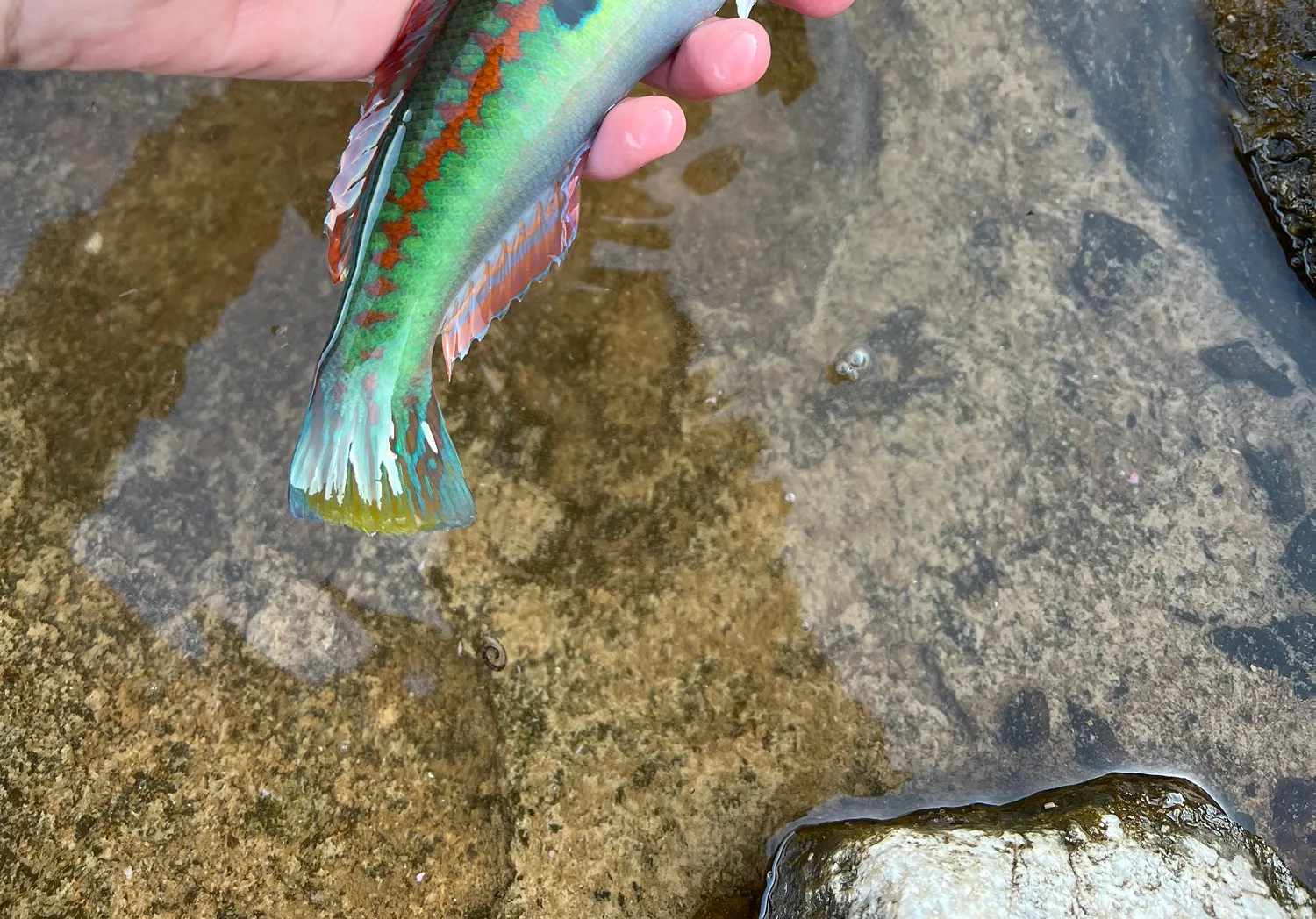 Mediterranean rainbow wrasse