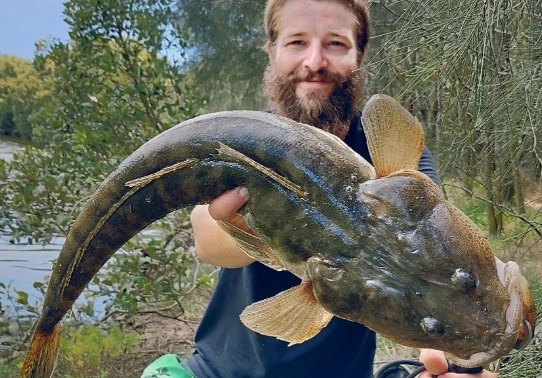 Dusky flathead