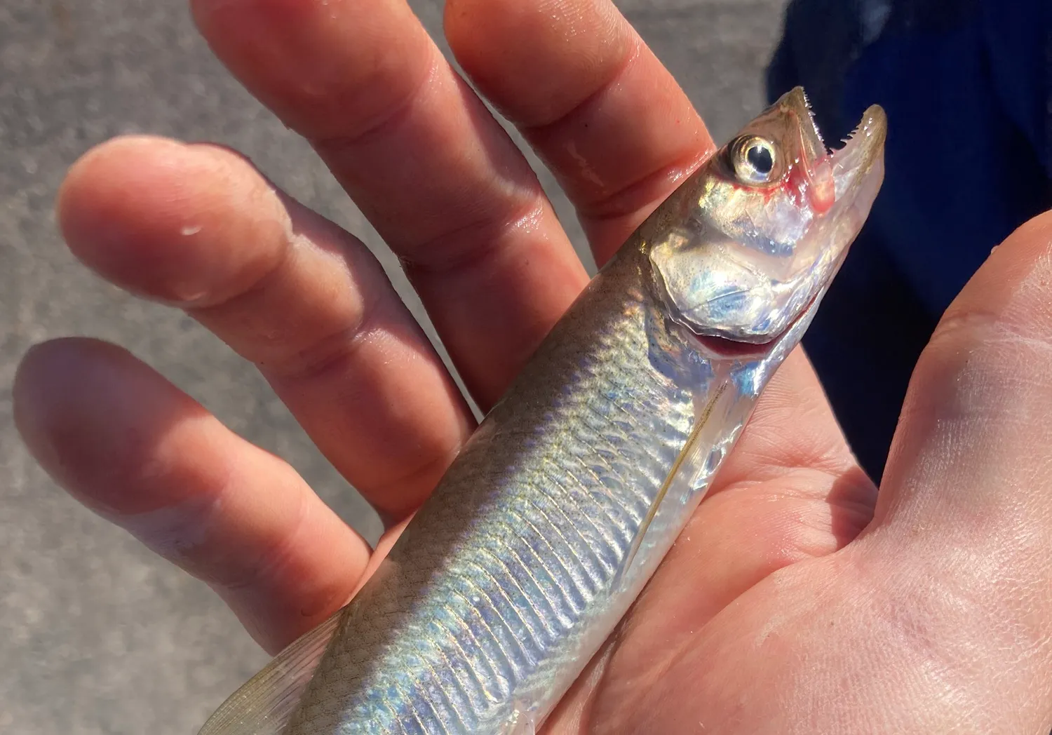 Atlantic rainbow smelt