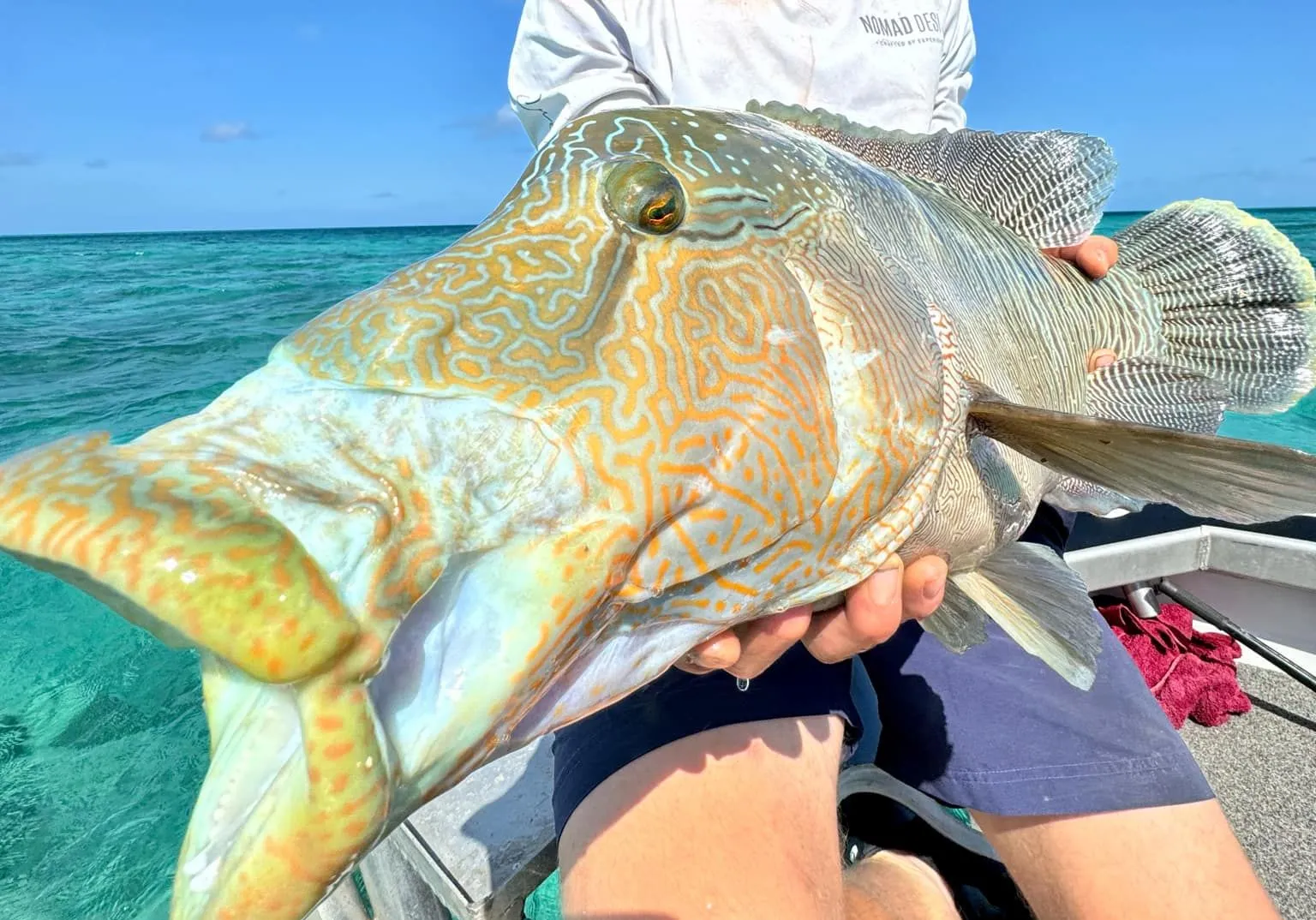 Humphead wrasse