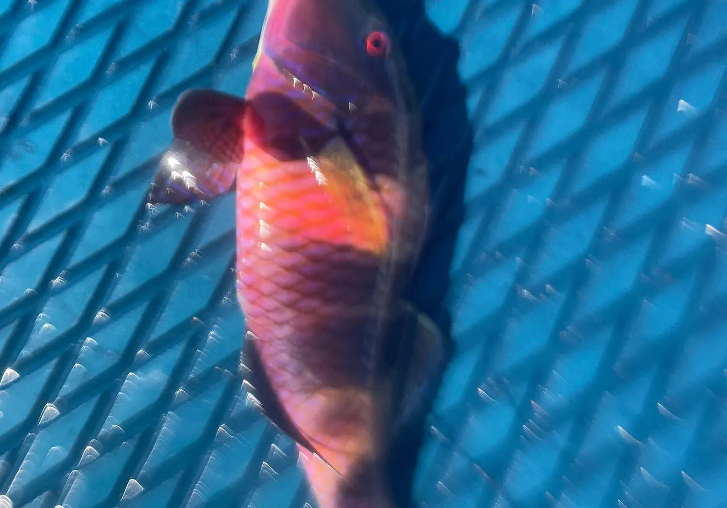 Island goatfish