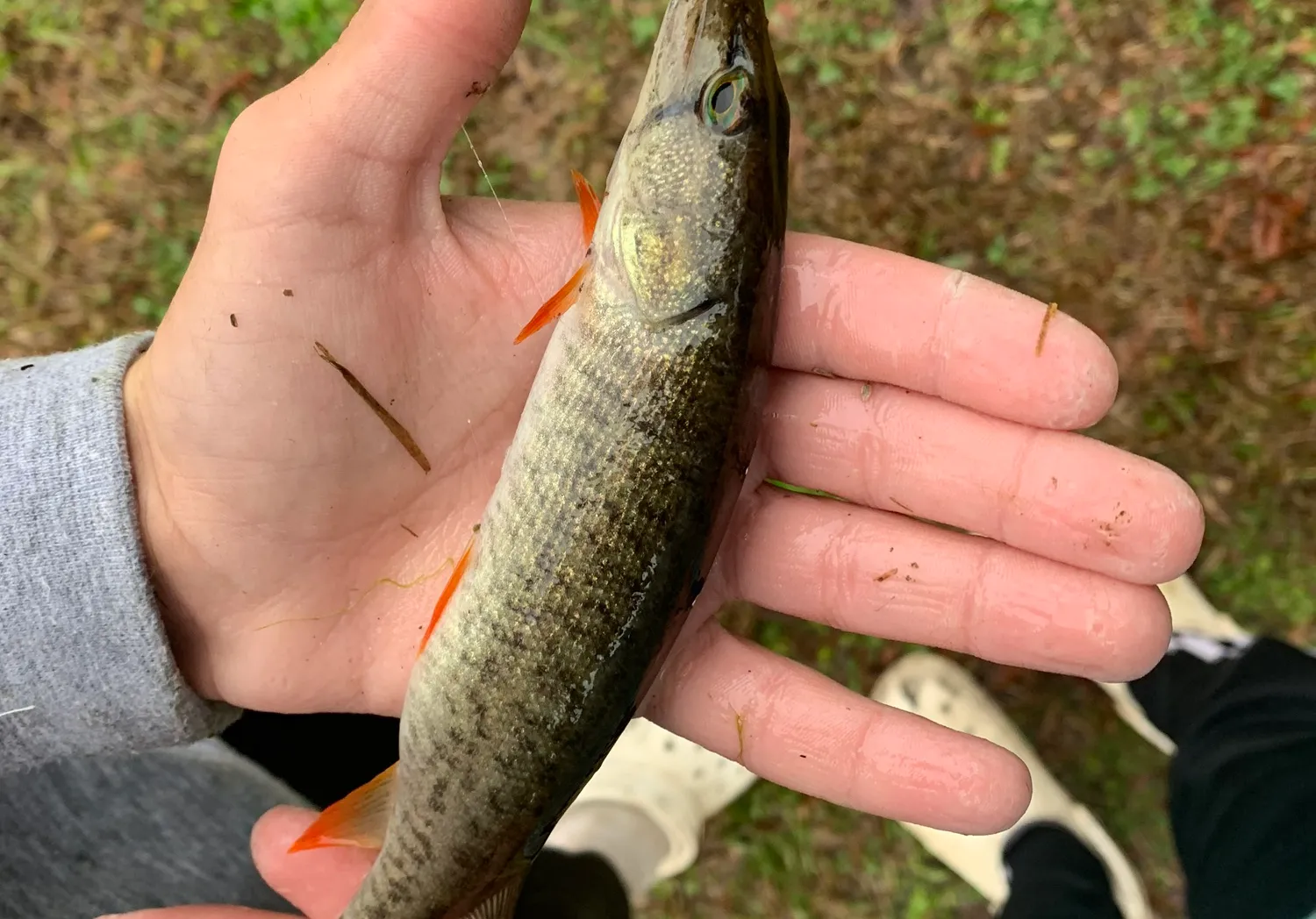 Redfin pickerel