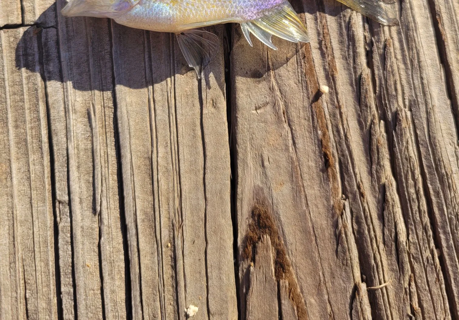 Dollar sunfish