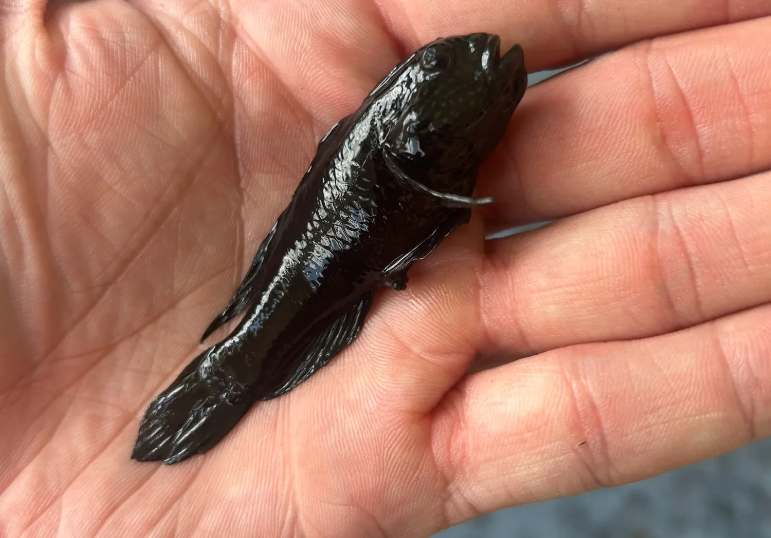 Black goby