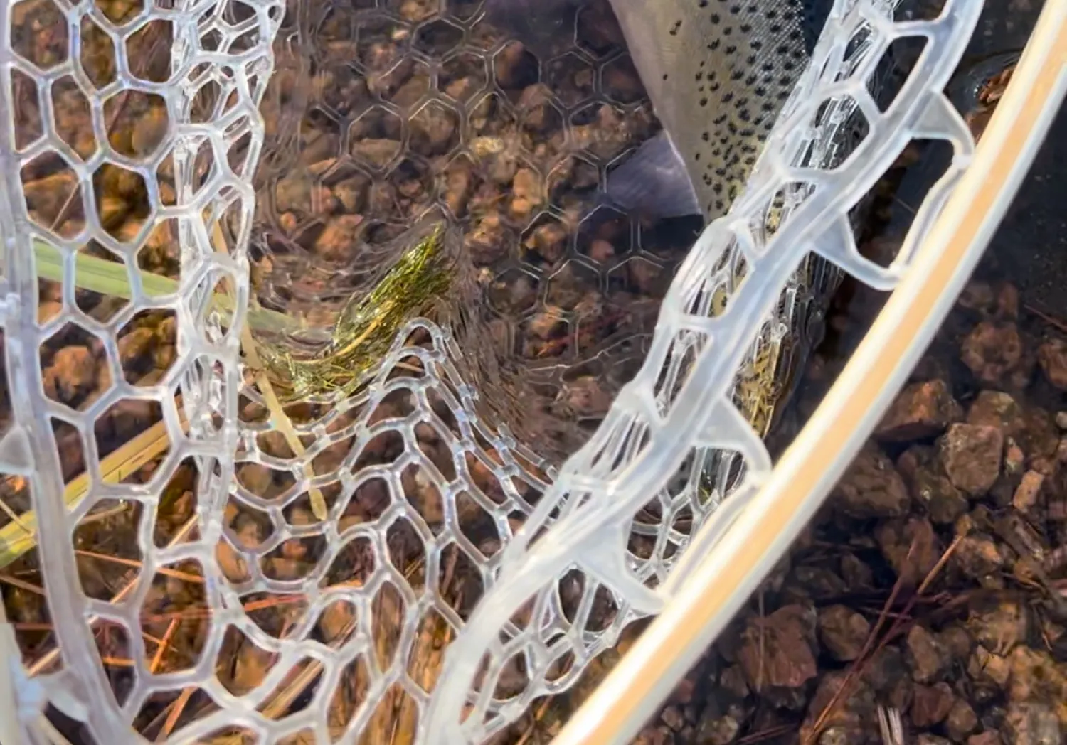 Colorado river cutthroat trout