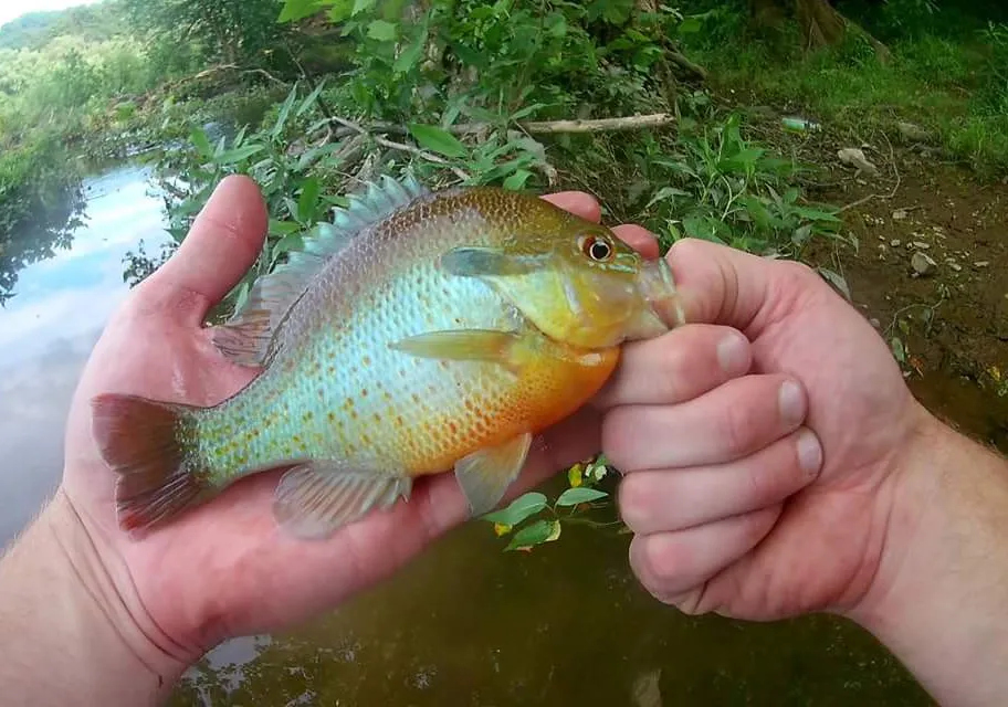 Redbreast sunfish