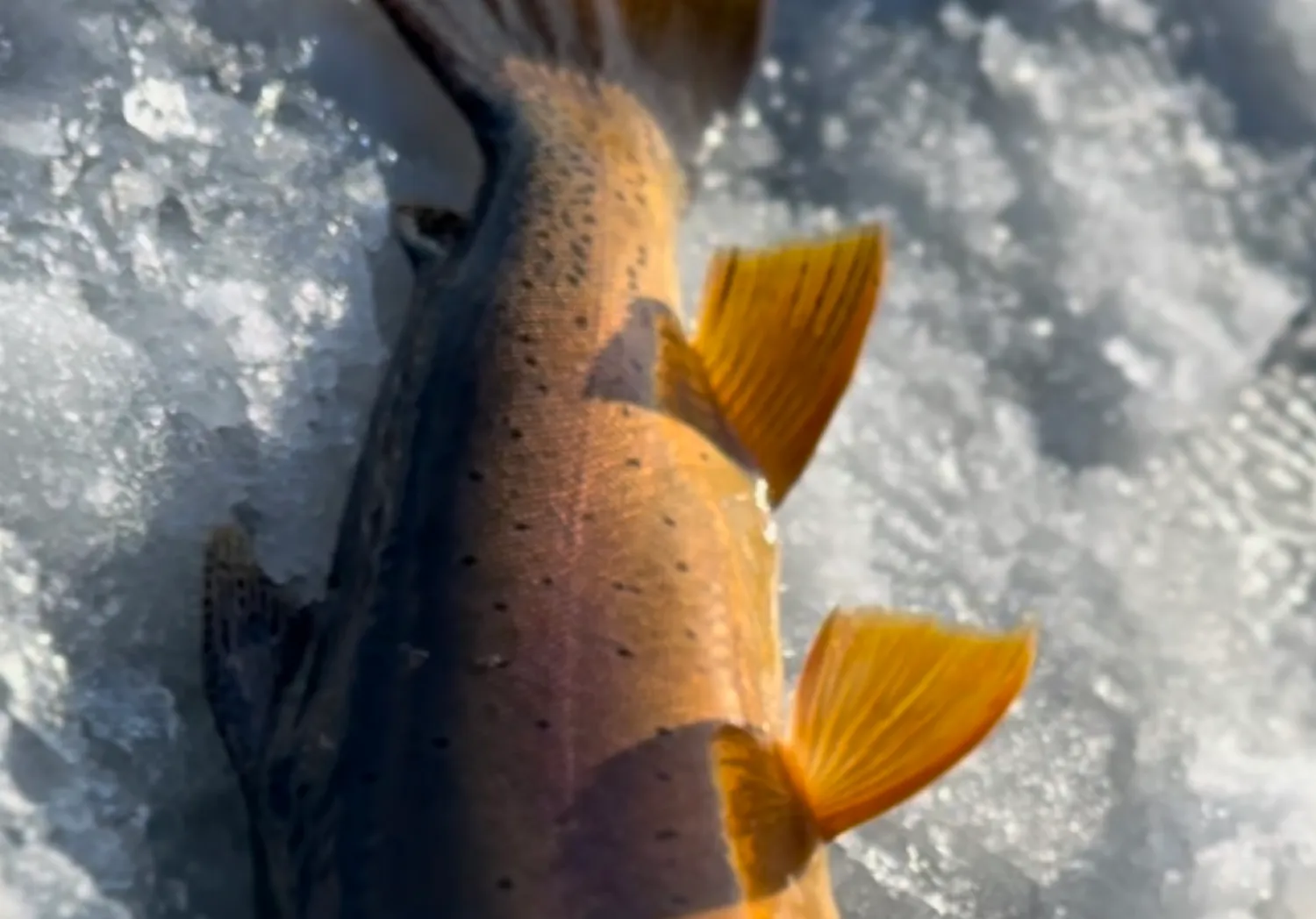 Yellowstone cutthroat trout