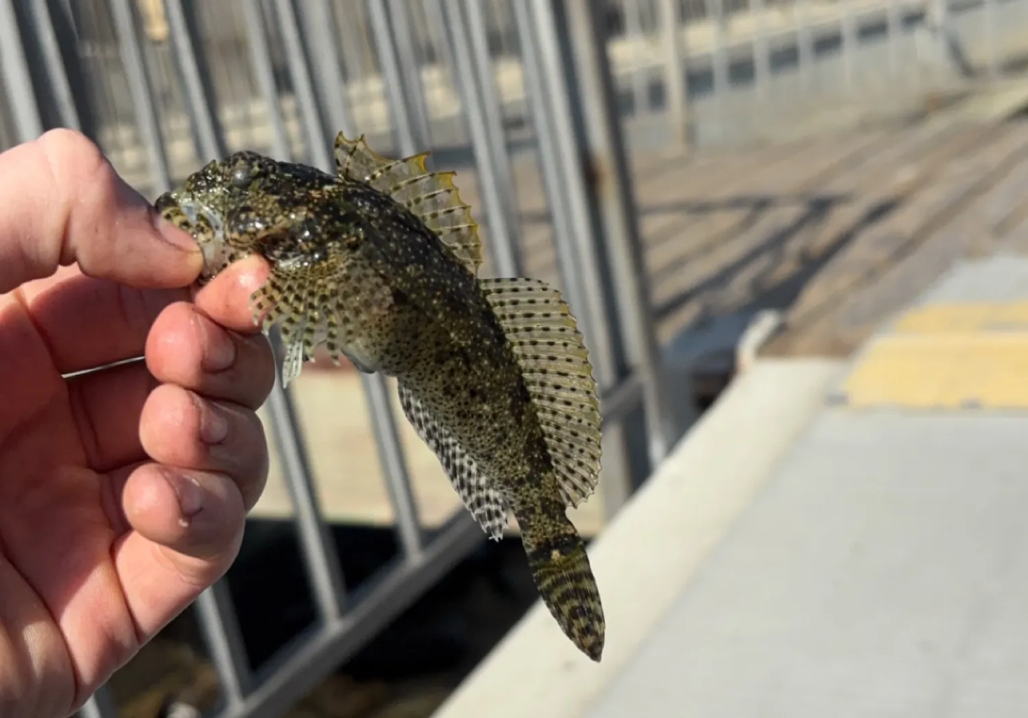 Mottled sculpin