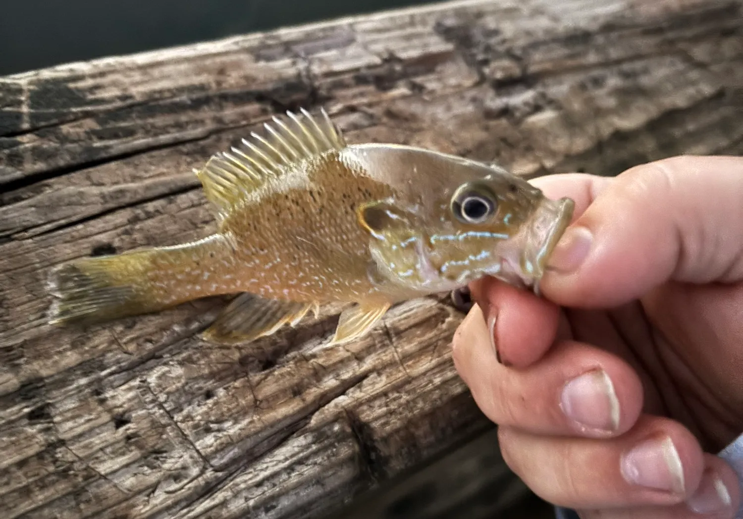 Warmouth x bluegill