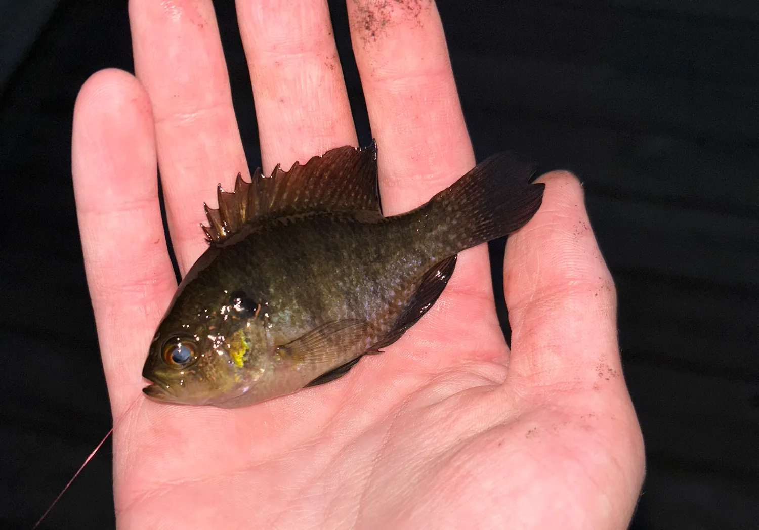 Banded Sunfish