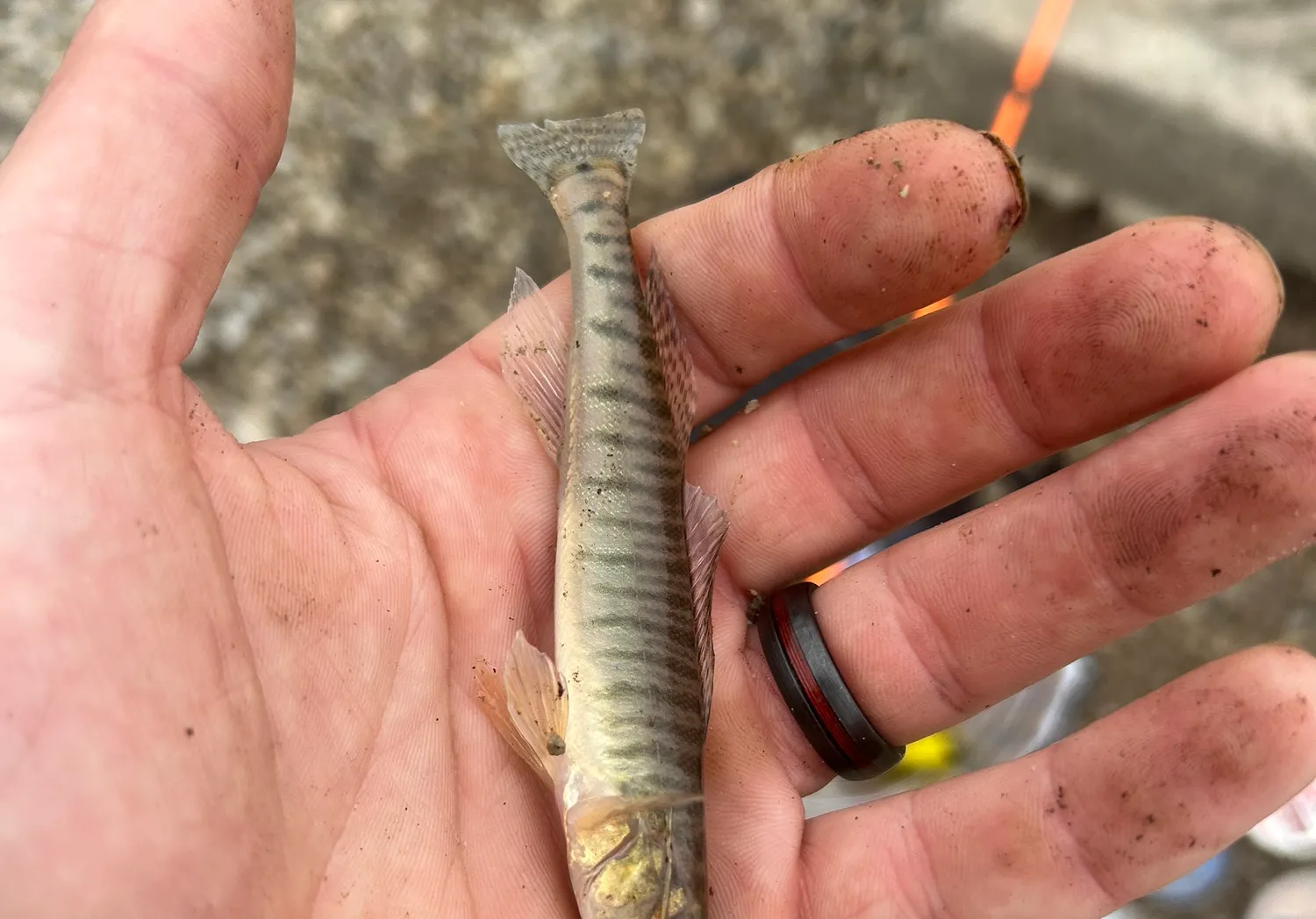 Common logperch