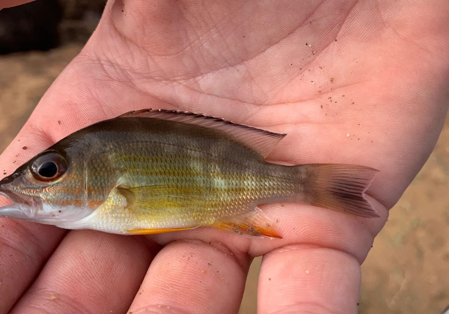 Blacktail snapper