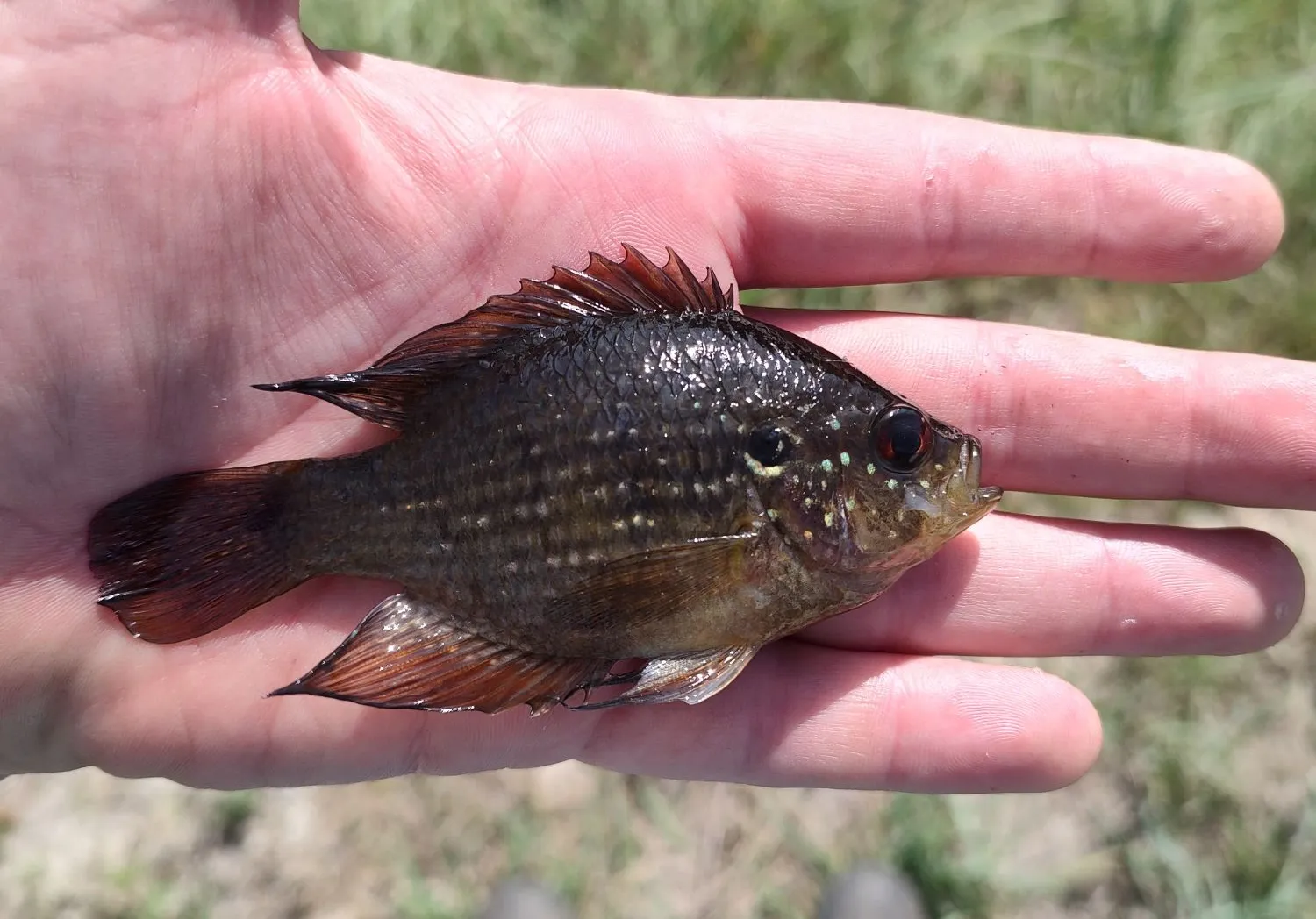 Bluespotted Sunfish