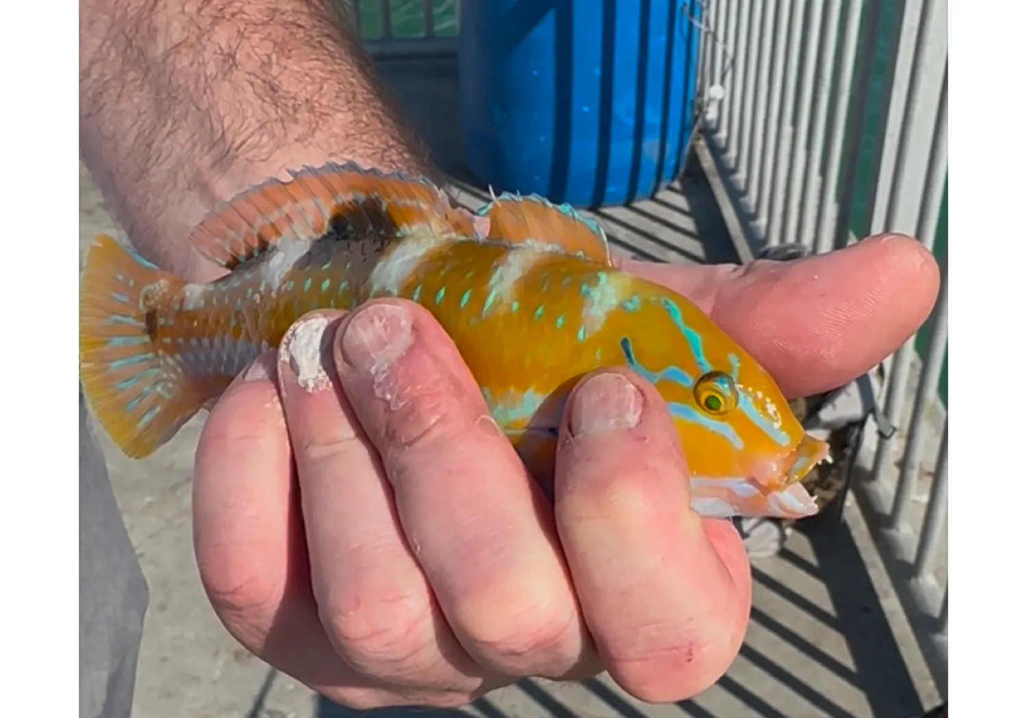 Puddingwife wrasse