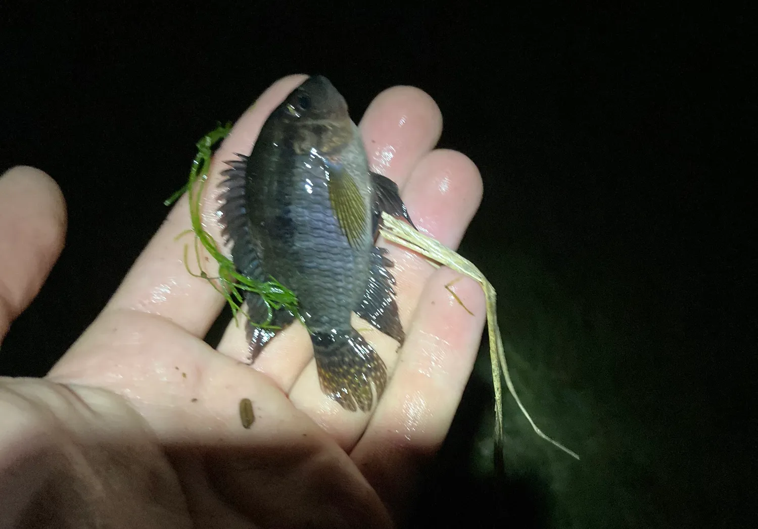 Jaguar cichlid