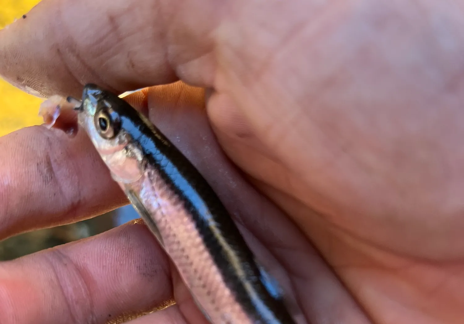 Eastern blacknose dace