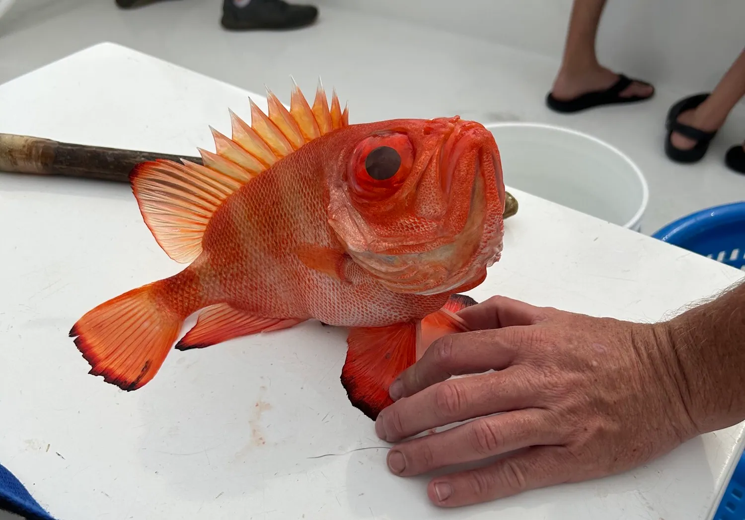 Atlantic bigeye