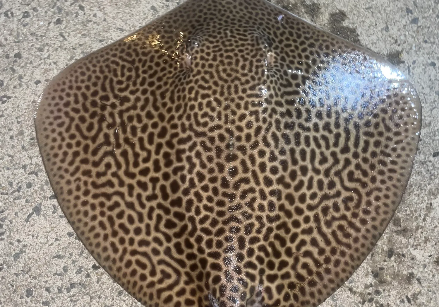 Honeycomb stingray