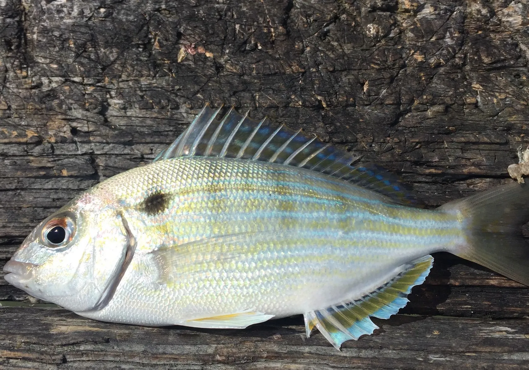 Pinfish