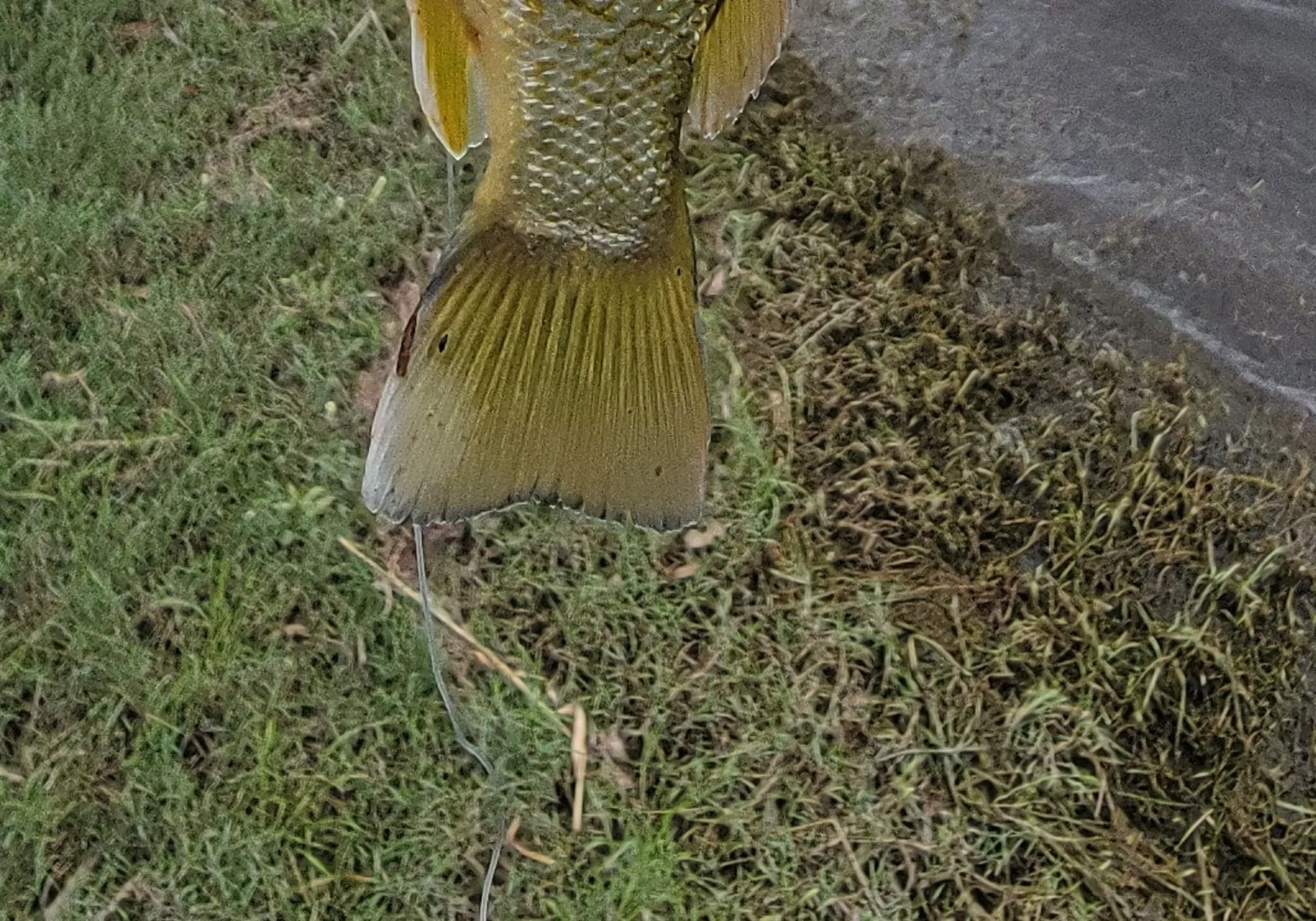 Spangled perch