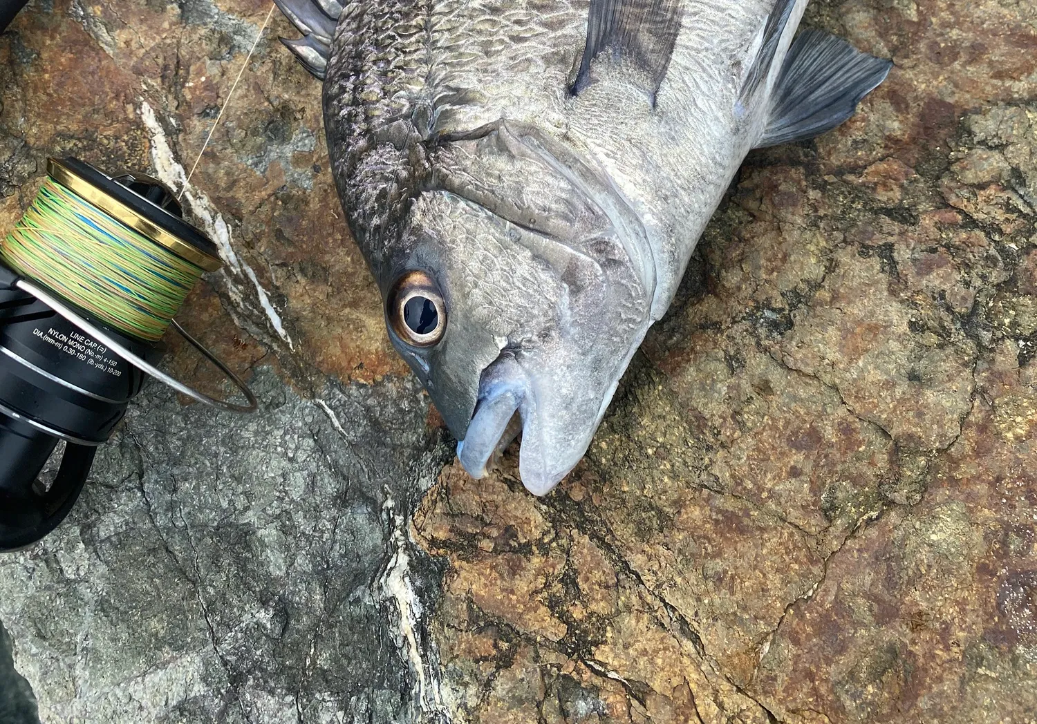 Pacific seabream