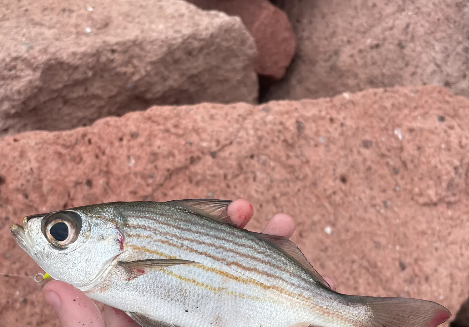 Salema porgy