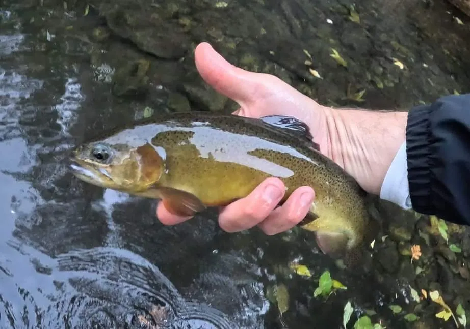 Gila trout